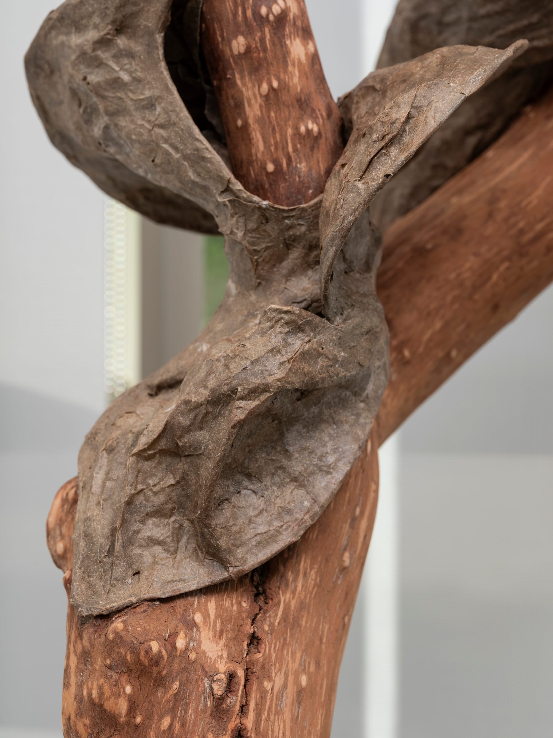 Inosculation